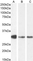 Goat anti-MYD88 Antibody