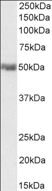 Goat anti-CD274 / PD-L1 Antibody