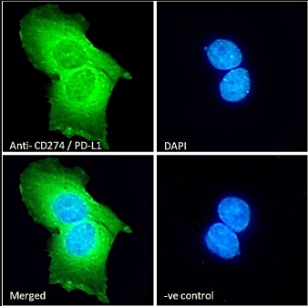 Goat anti-CD274 / PD-L1 Antibody
