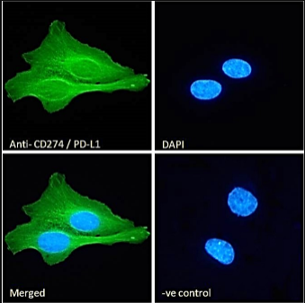 Goat anti-CD274 / PD-L1 Antibody