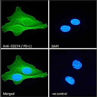 CD274 antibody