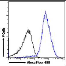 Goat anti-CD274 / PD-L1 Antibody