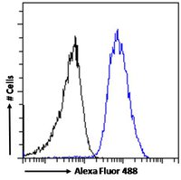Goat anti-Arrestin beta 2 Antibody
