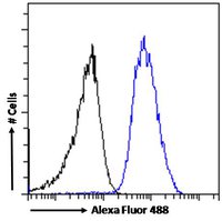 ARRB2 antibody