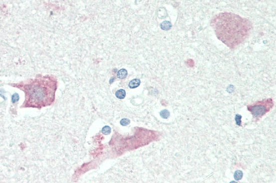 Goat anti-Neuroserpin Antibody