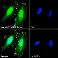 Goat anti-CBX3 / HP1 Gamma Antibody