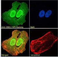 Goat anti-CBX3 / HP1 Gamma Antibody