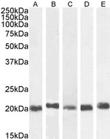 Goat anti-CBX3 / HP1 Gamma Antibody