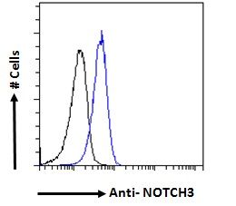 NOTCH3 antibody
