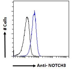 Goat anti-NOTCH3 Antibody