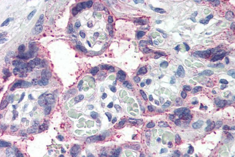 Goat anti-NOTCH3 Antibody