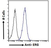 ERG antibody