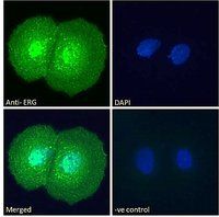 ERG antibody