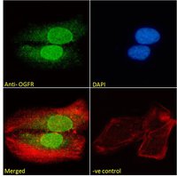 Enkephalin antibody