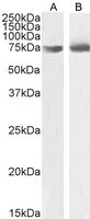 Enkephalin antibody