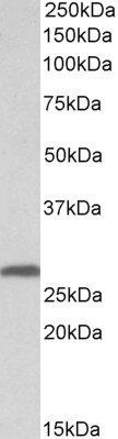 Goat anti-14-3-3 sigma / Stratifin Antibody