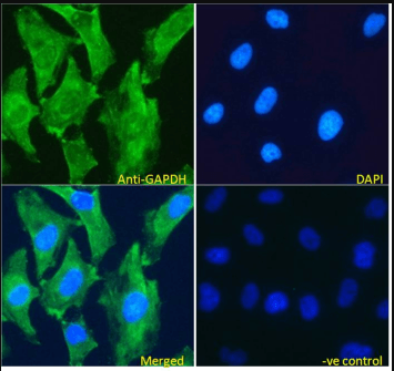 Goat anti-GAPDH (Internal) Antibody