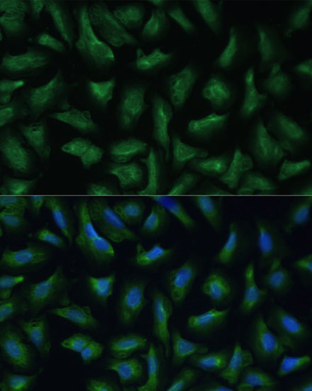 CD47 Antibody