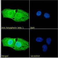 Goat anti-Karyopherin (importin) beta 1 Antibody