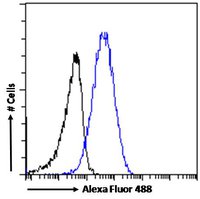 Goat anti-Karyopherin (importin) beta 1 Antibody