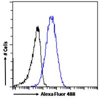 KPNB1 antibody