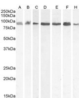 Goat anti-Karyopherin (importin) beta 1 Antibody