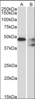 Goat anti-Serotonin receptor 1B / HTR1B Antibody