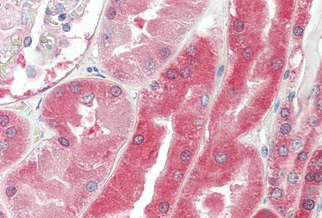 Goat anti-VHL Antibody