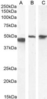 Goat anti-GFAP Antibody