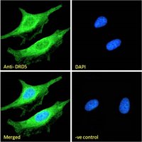 Goat anti-DRD5 Antibody