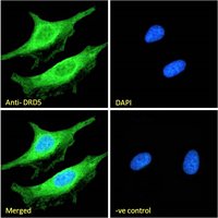 DRD5 antibody