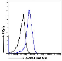 Goat anti-DRD5 Antibody