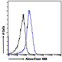 DRD5 antibody