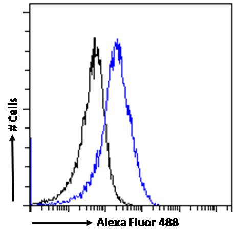 Goat anti-CHD5 Antibody