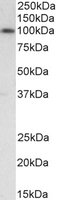 PGC1A/PPARGC1A Antibody