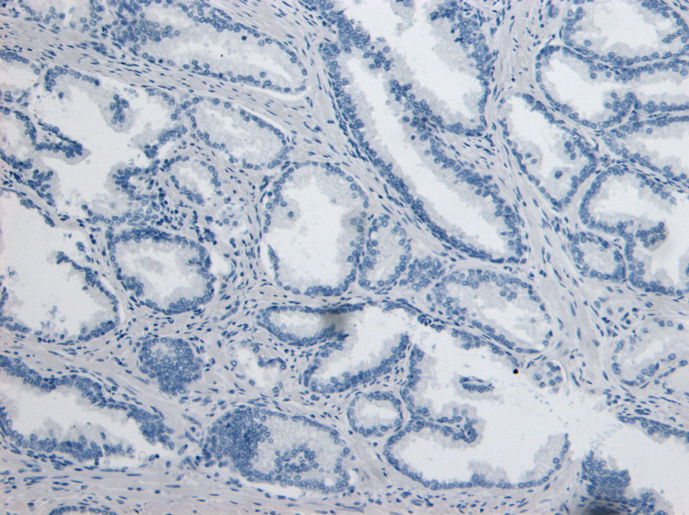 Goat anti-DPP4 / CD26 Antibody