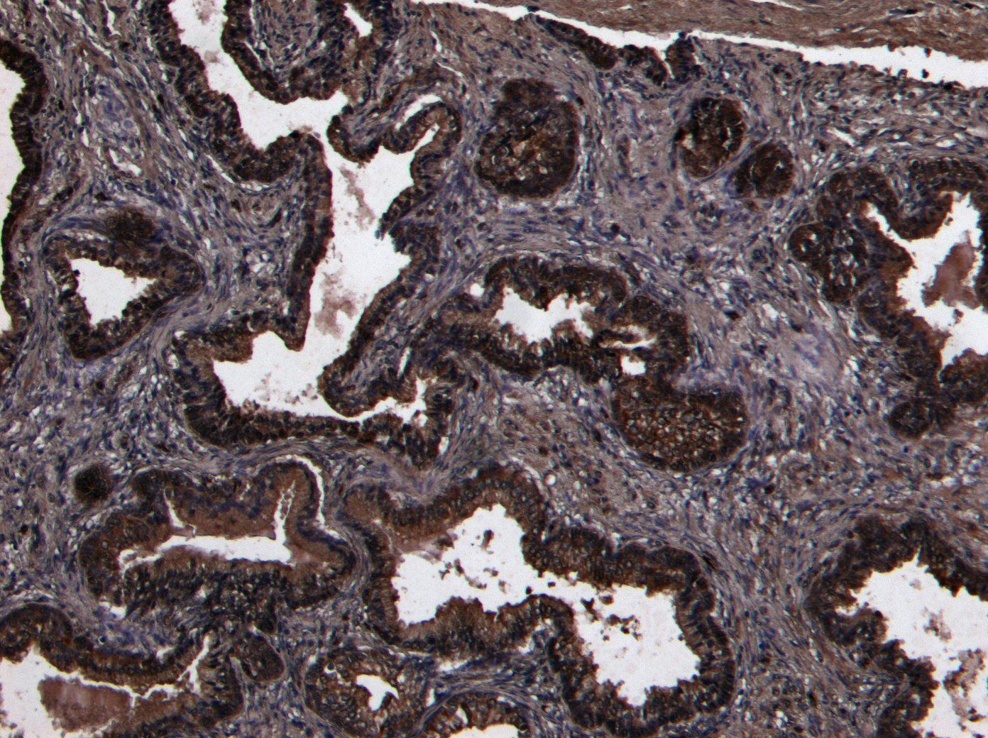 Goat anti-DPP4 / CD26 Antibody