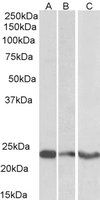 Goat anti-TREM2 Antibody