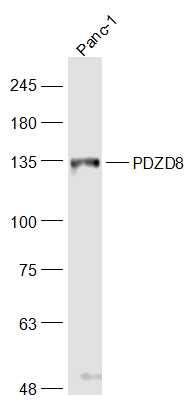 PDZD8 antibody