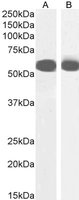 Goat anti-PTBP2 Antibody