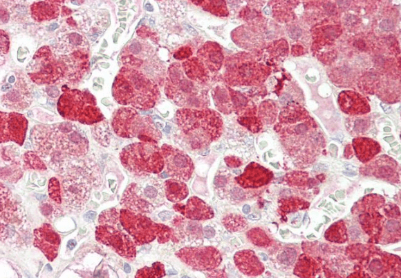 Goat anti-EPB41L4B / EHM2 Antibody
