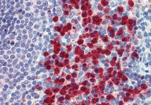 Goat anti-CADM4 (C Terminus) Antibody