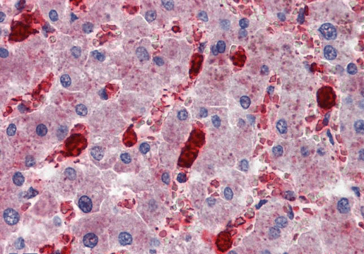 Goat anti-CADM4 (C Terminus) Antibody