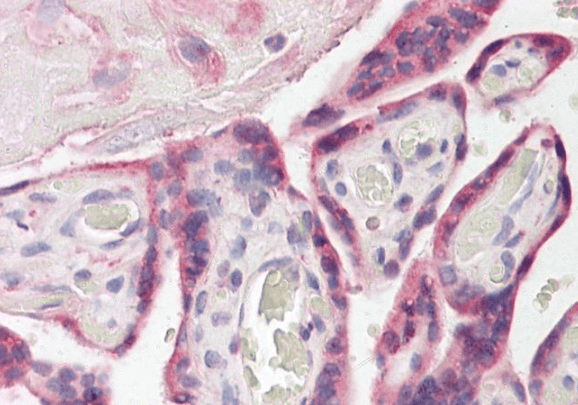 Goat anti-ESYT1 Antibody