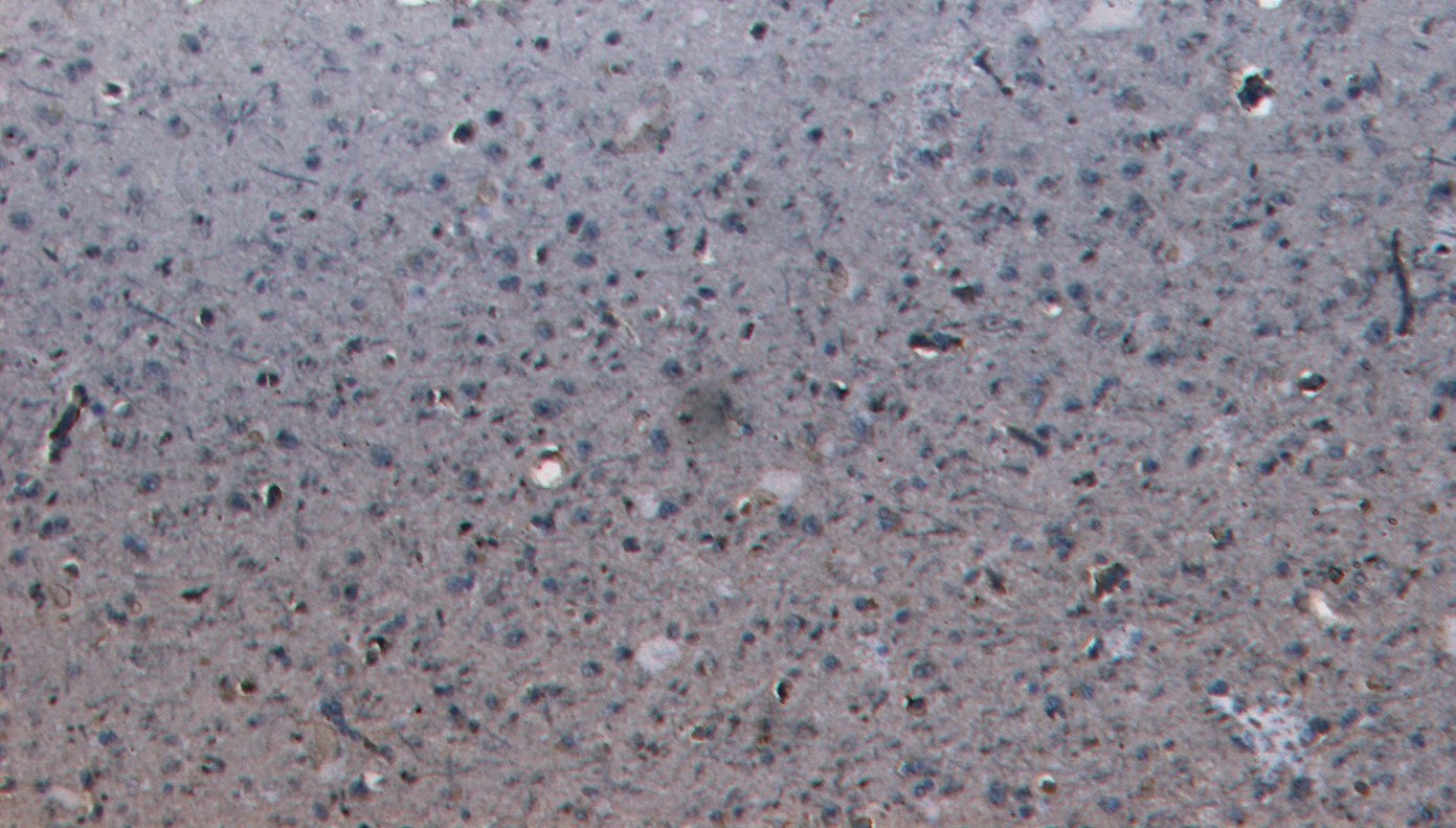 Goat anti-LGP2 Antibody