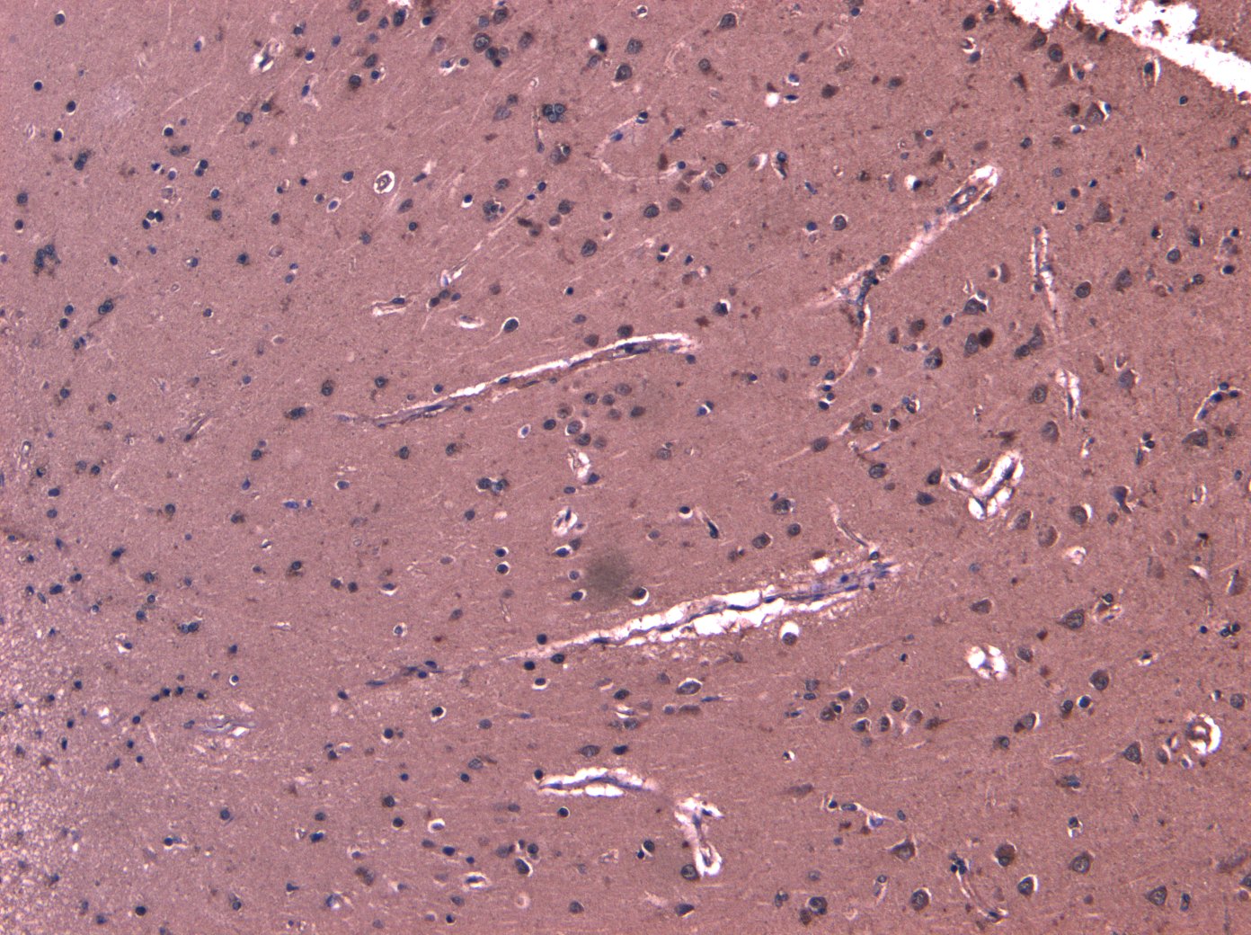 Goat anti-LGP2 Antibody