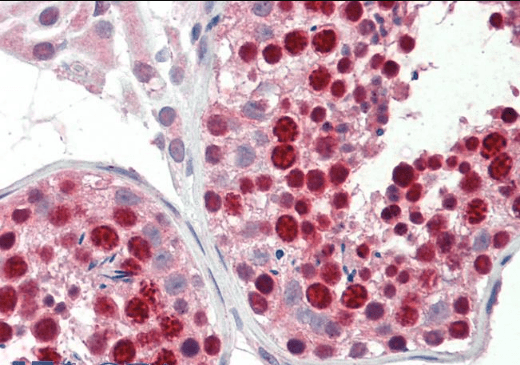 Goat anti-ABCA9 Antibody