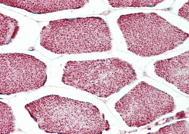 Goat anti-APOL4 (C Terminus) Antibody