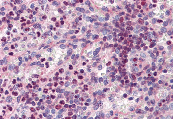 Goat anti-PU.1 Antibody