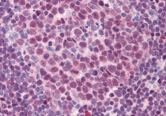 Goat anti-PU.1 Antibody